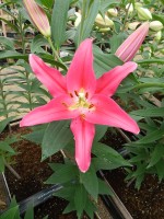 [5235 Viviana EVR No02.JPG]